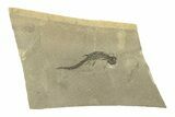 Permian Amphibian (Sclerocephalus) Fossil - Germany #264859-1